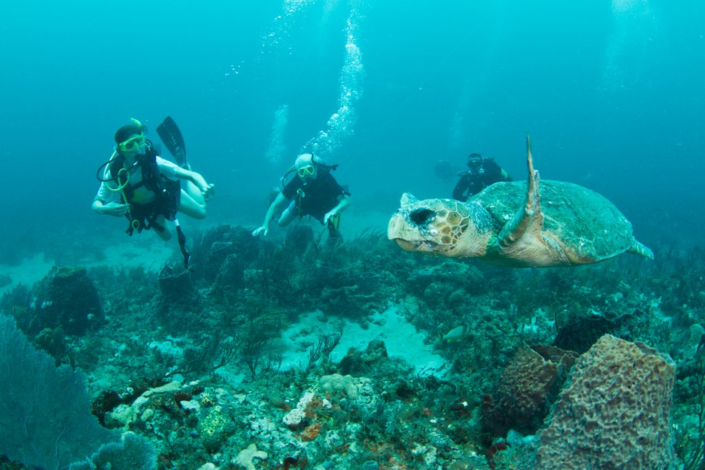 Eileen and her husband scuba diving with a sea turtle