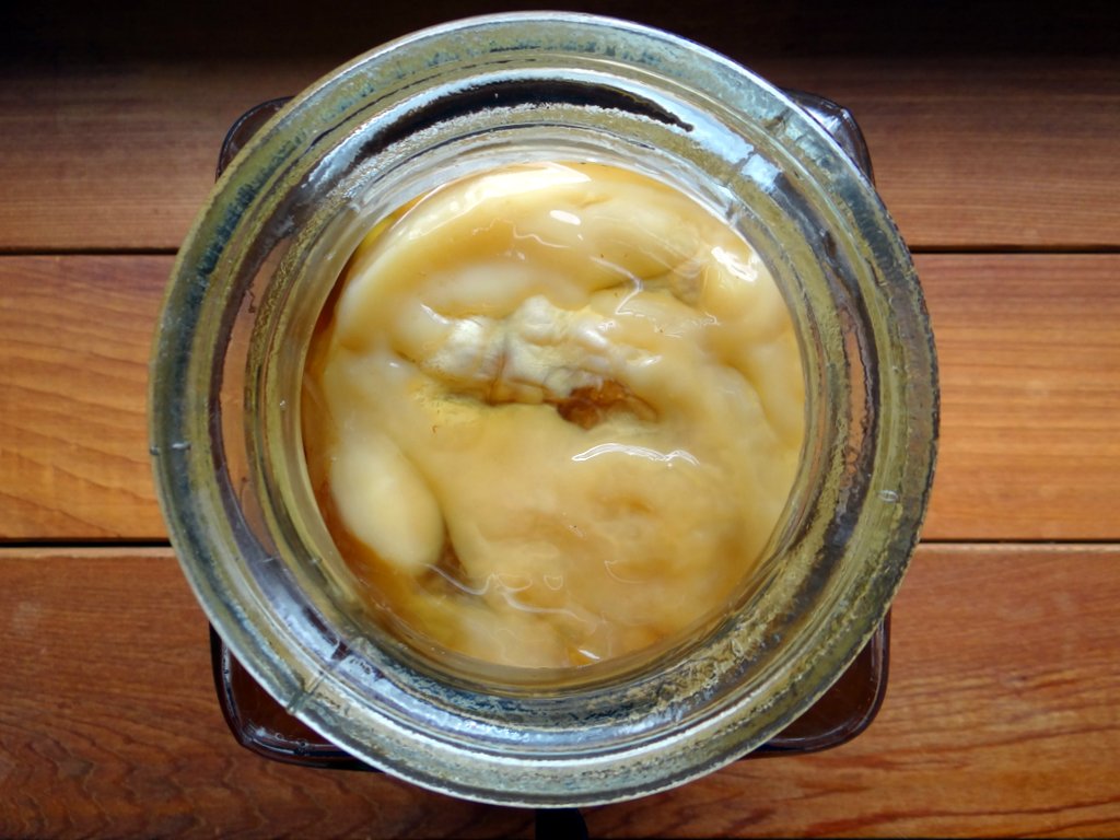 scoby floating at the top of a kombucha brewing vessel