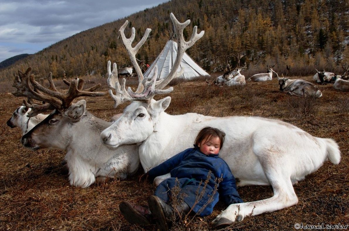 a girl in Mongolia in the middle of a field of reindeer, napping and curled up with one of the deer