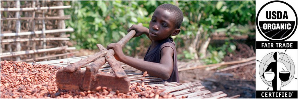 a young boy working on a cocoa plantation