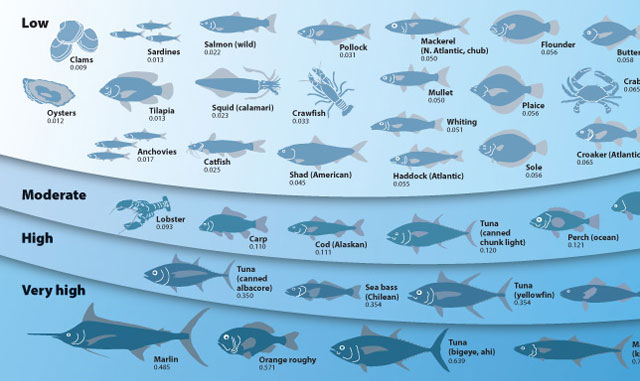 graphic showing varieties of fish based on mercury level from low to high