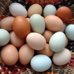 Paleo Autoimmune Protocol Series