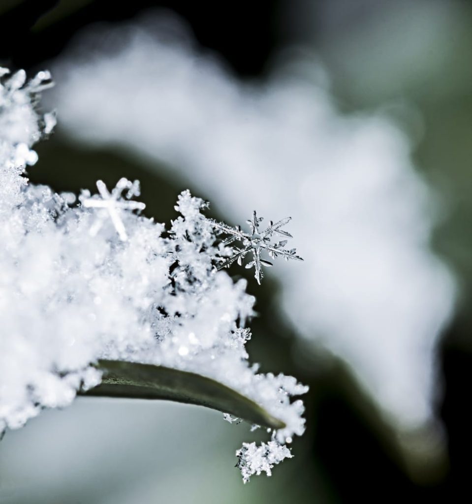 close-up photo of a snowflake