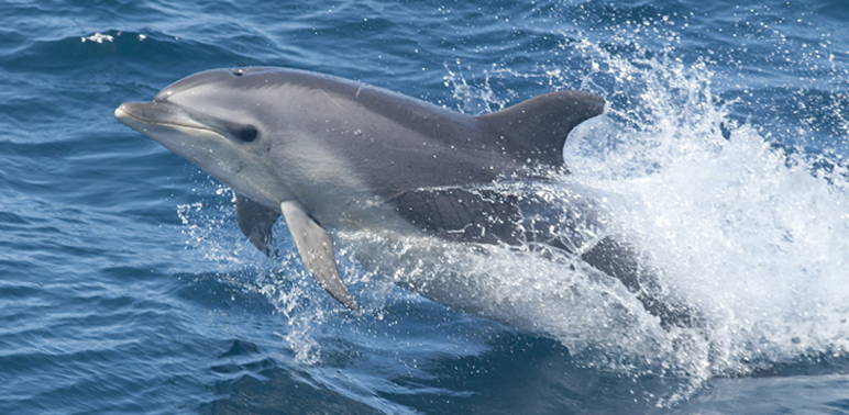 Dolphin leaping above the water