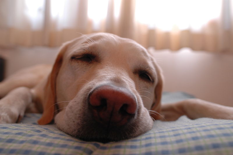 close-up photo of a dog sleeping