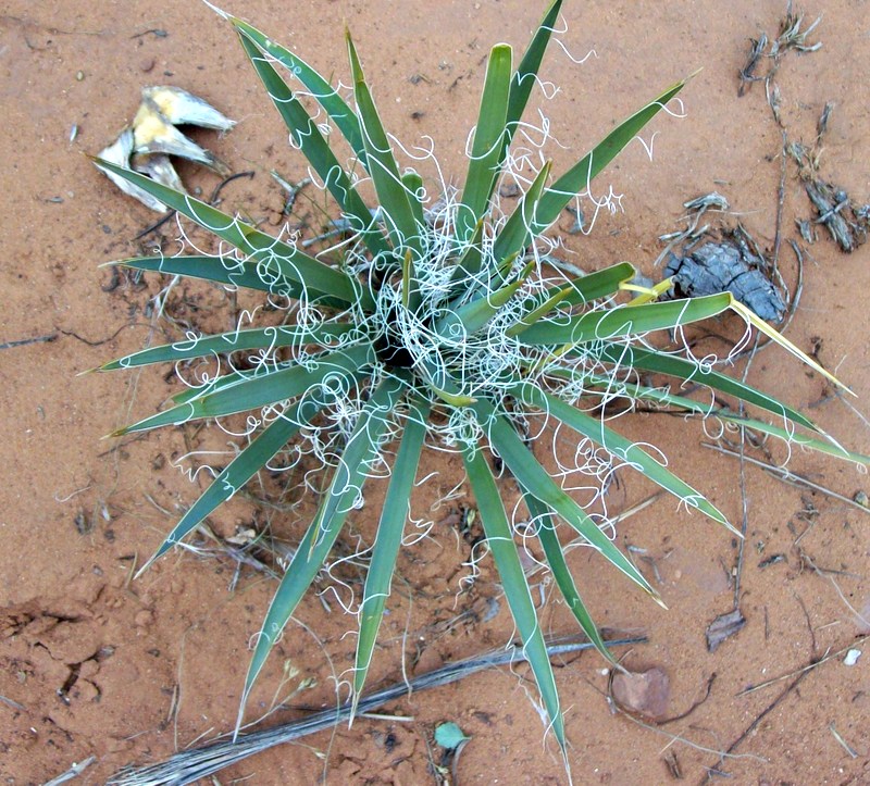 a spiky desert plant covered in thready tangles