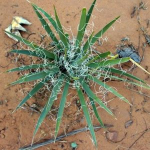 a spiky desert plant covered in thready tangles