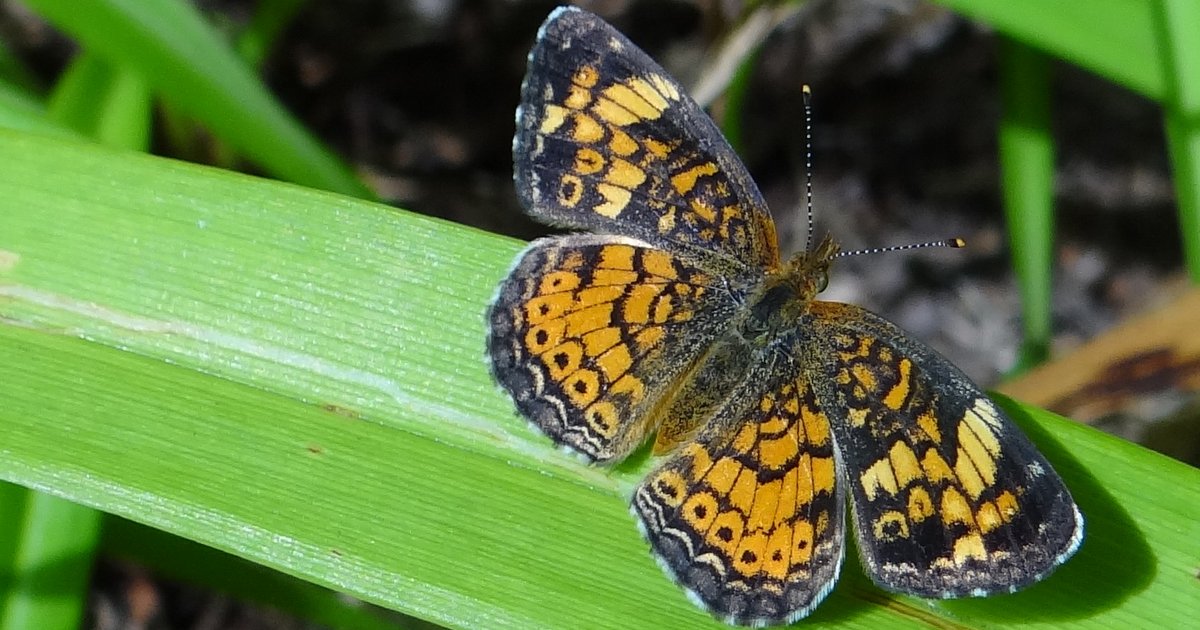 Why Food Intolerance Testing Doesn't Work Phoenix Helix