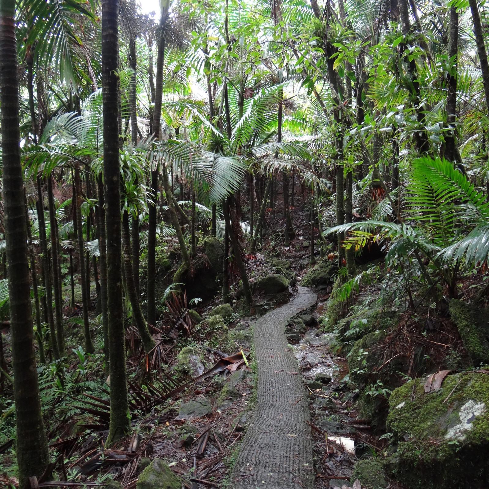 a winding path through a rain forest