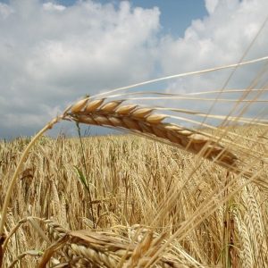 wheat field under a blue sky