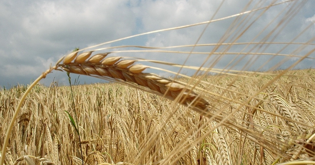 What Is Gluten CrossReactivity? Phoenix Helix