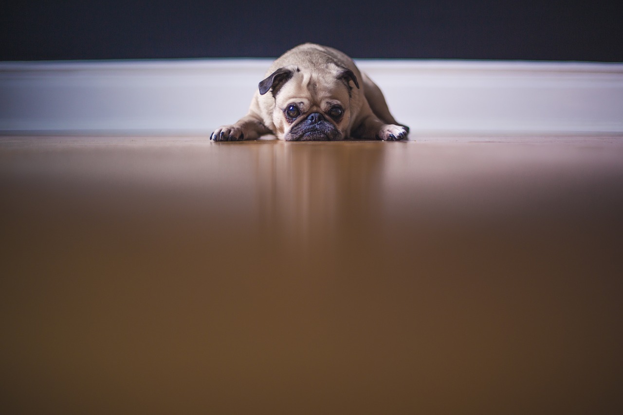 small dog lying on the floor and looking at camera with a sad expression on its face