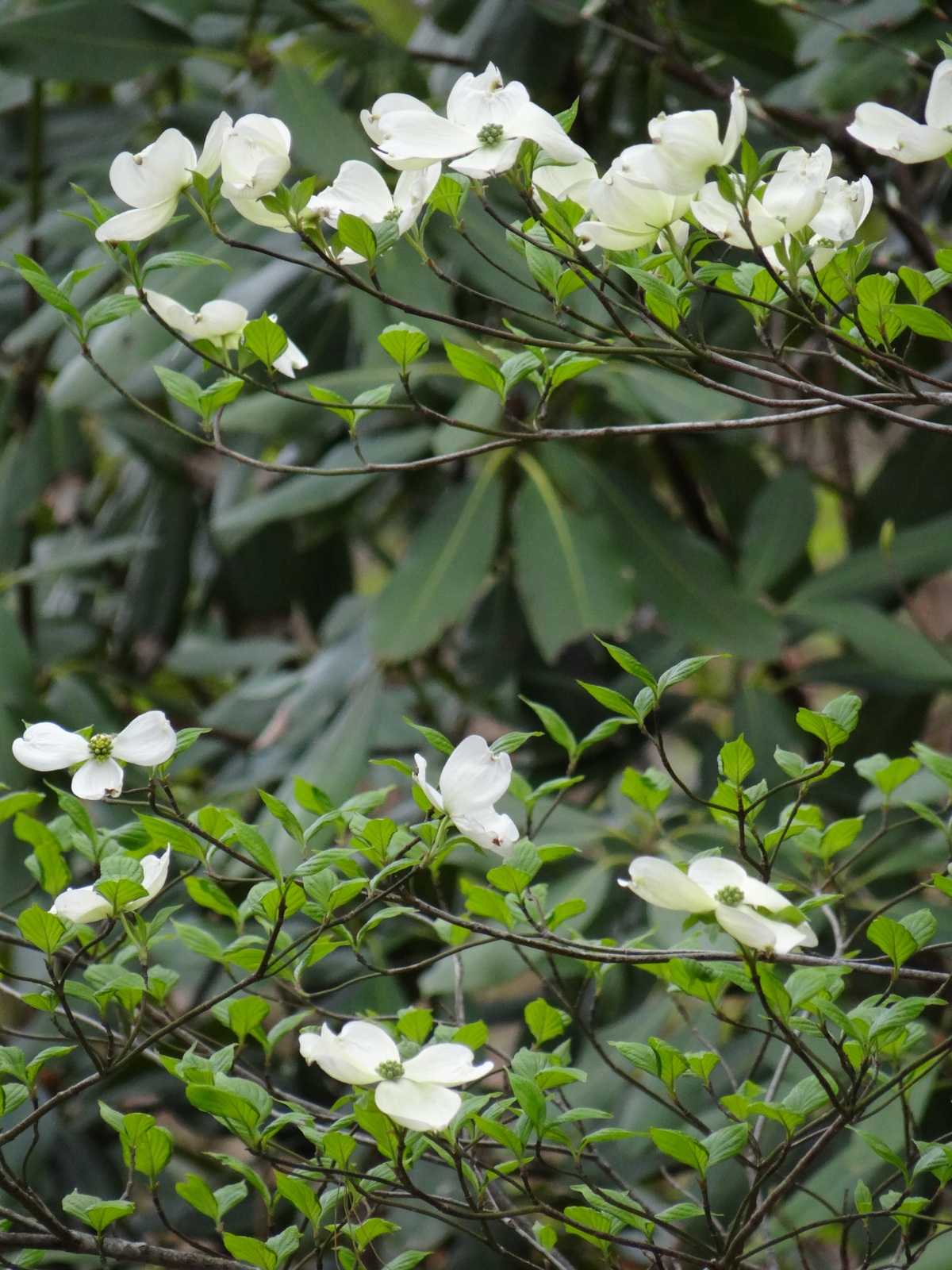 dogwood branches in bloom