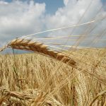 wheat field under a blue sky