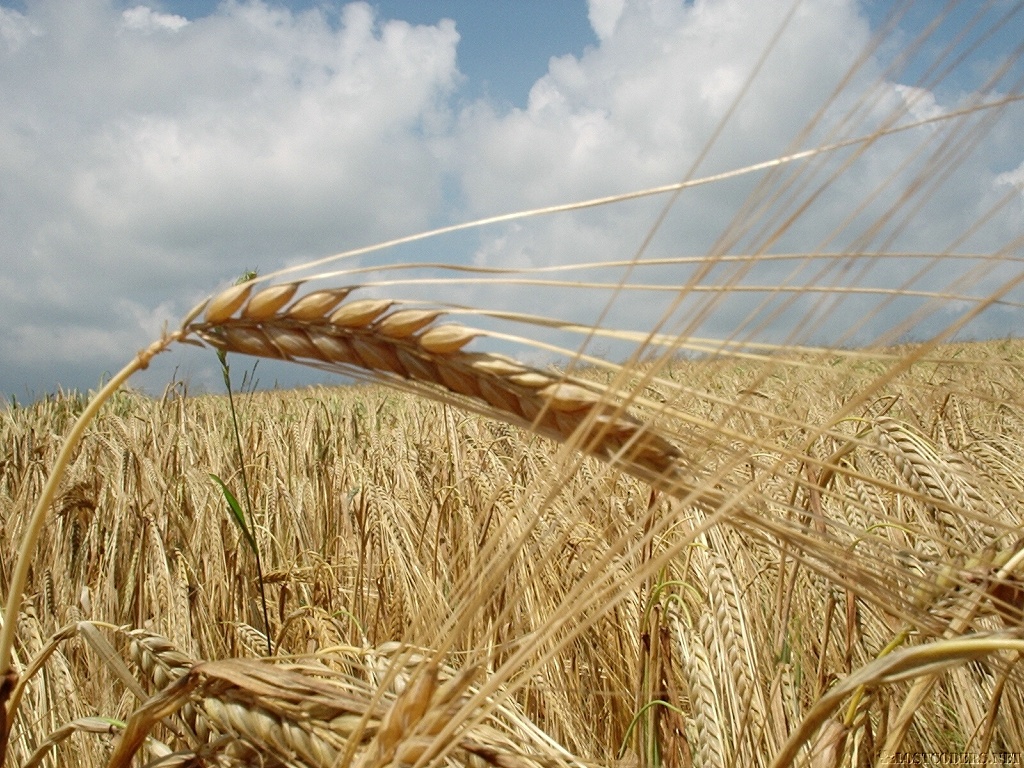 photo of a field of wheat