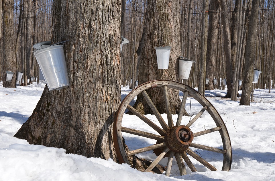 buckets attached to maple trees, collecting sap which will be turned into syrup