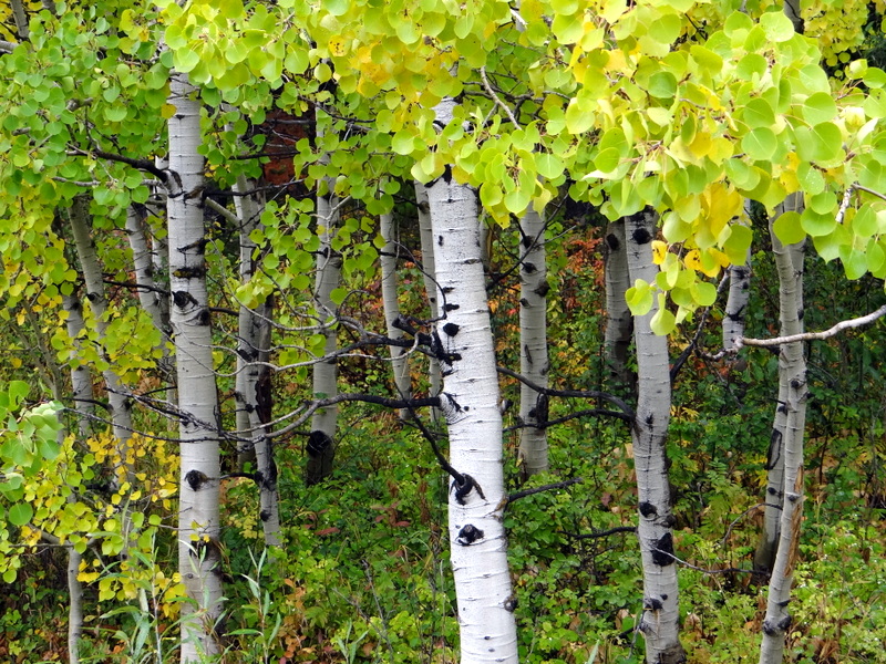 a grove of aspen trees with white bark and yellow and green leaves