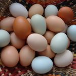 basket of multi-colored eggs