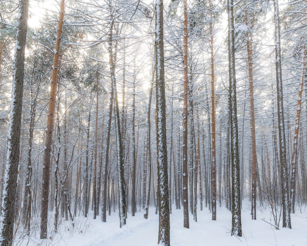 Navigating a Flare-Free Holiday Season | Phoenix Helix