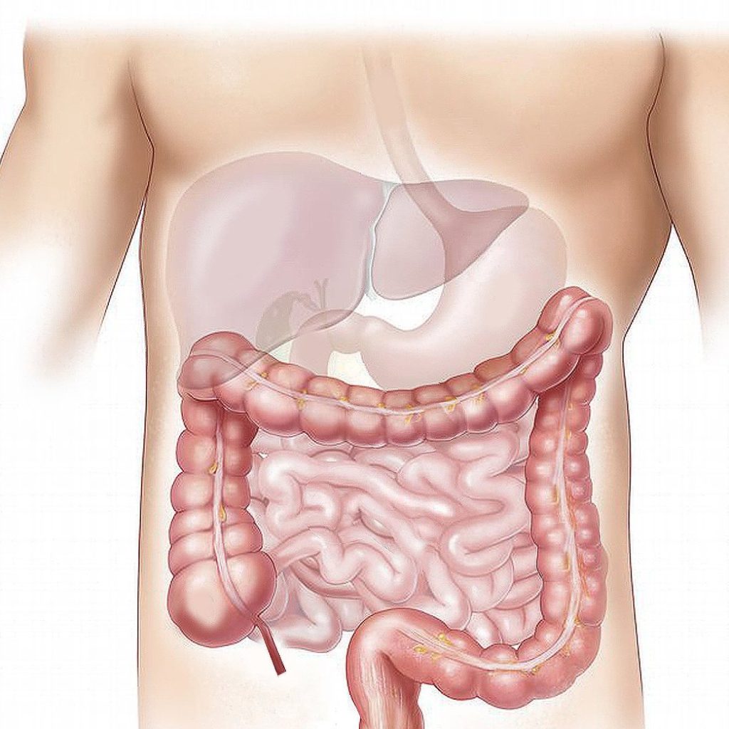 medical illustration of the digestive system