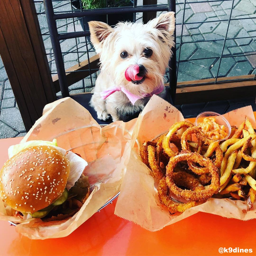 Small white dog, licking its lips, seated at a table with burger and fries