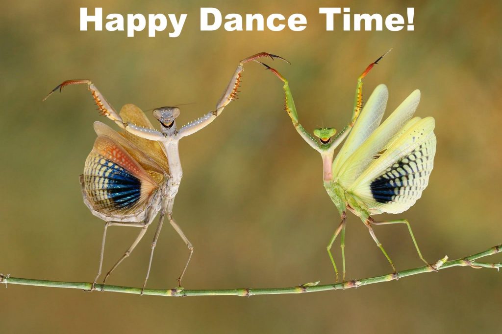 Happy Dance Time (photo of 2 praying mantises dancing)