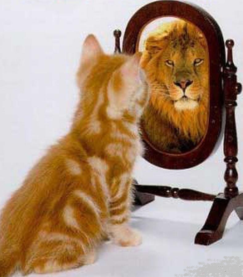 Kitten looks in a mirror and sees a lion looking back