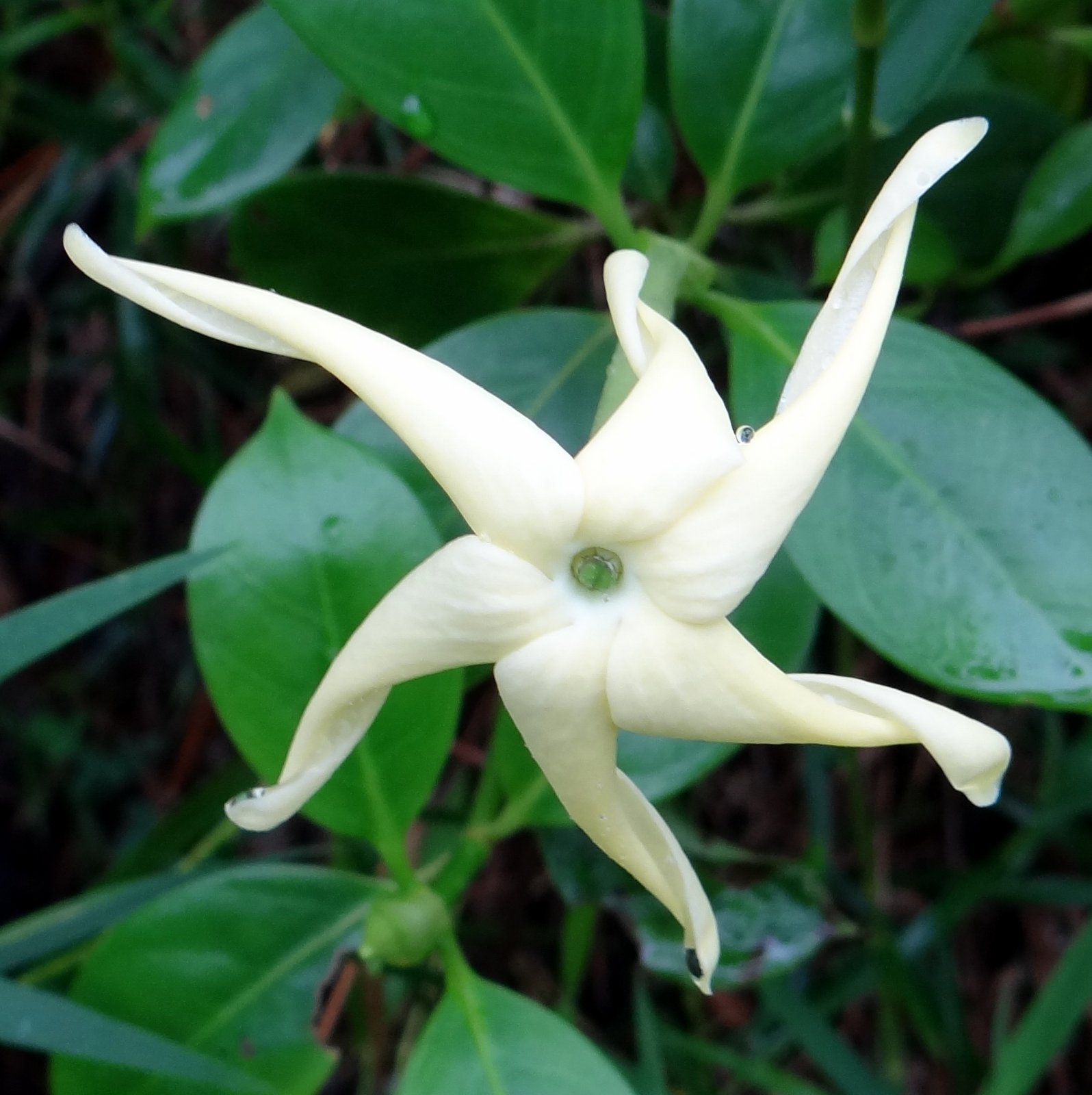 A white flower with five spiraling petals, green leaves in the background