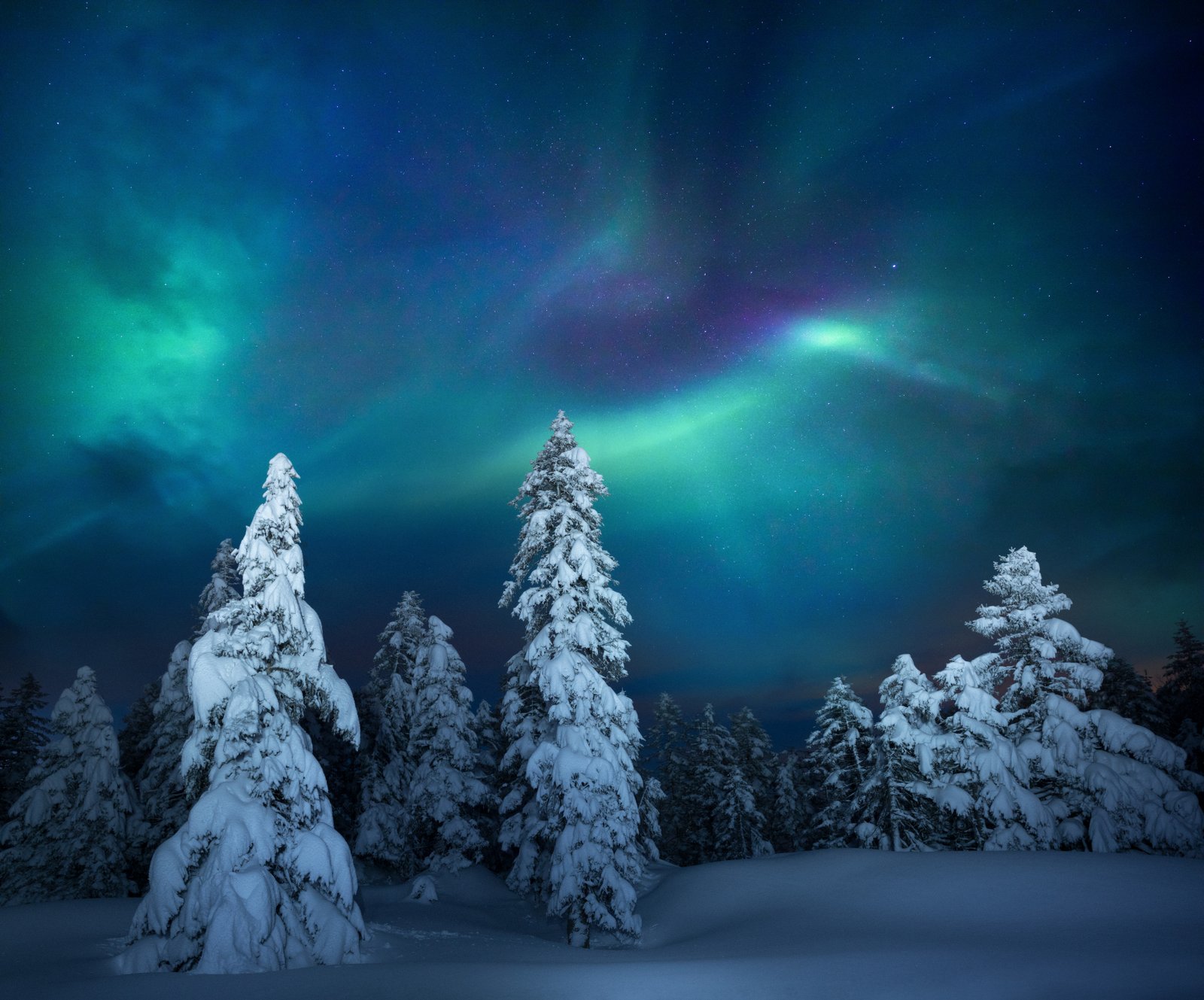 Snow covered trees with the northern lights in the sky behind them