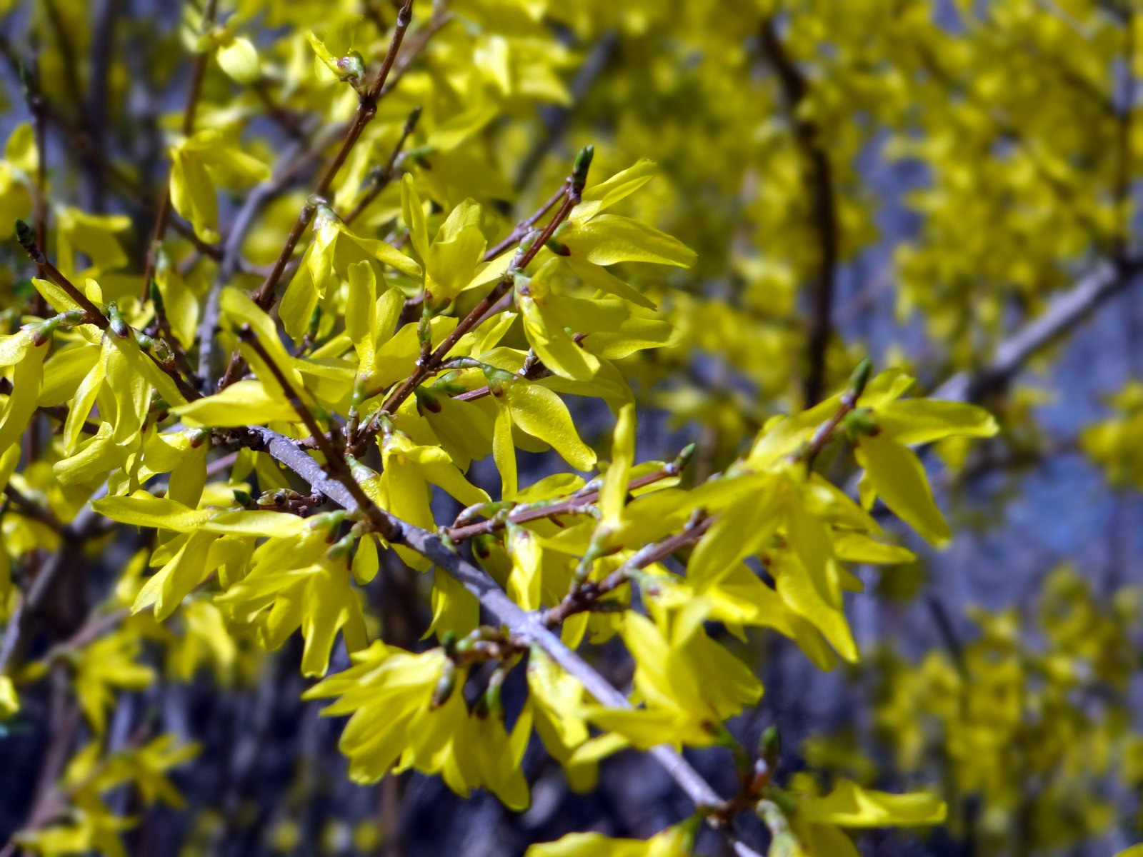 forsythia flowers with blue sky behind