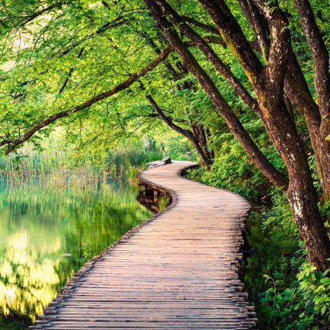 My Favorite Health and Nutrition Training Programs | Phoenix Helix