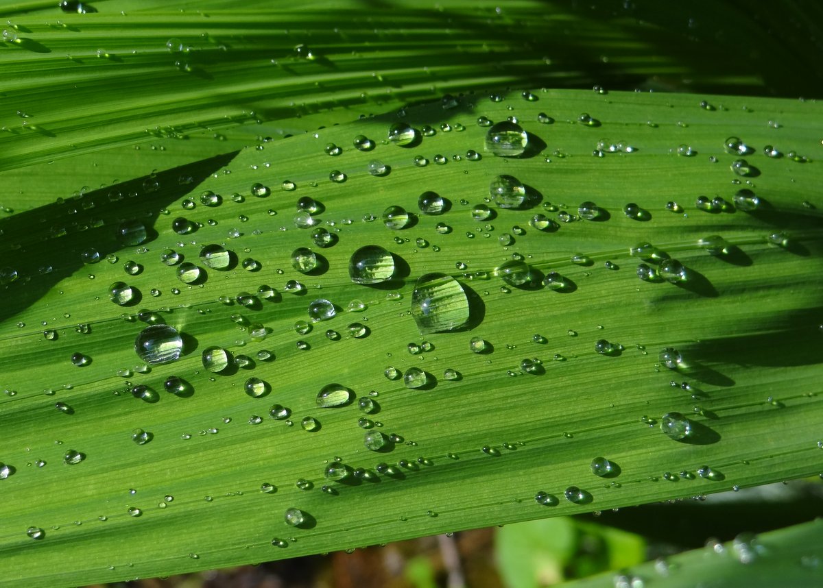 raindrops on leaves, glistening in the sunlight