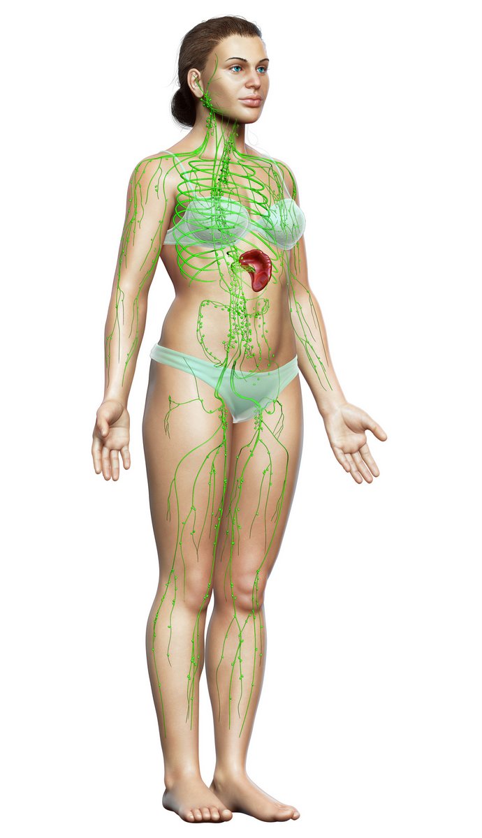 medical illustration woman standing with lymphatic system superimposed