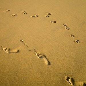 Footprints of a Woman and a Dog on Sand