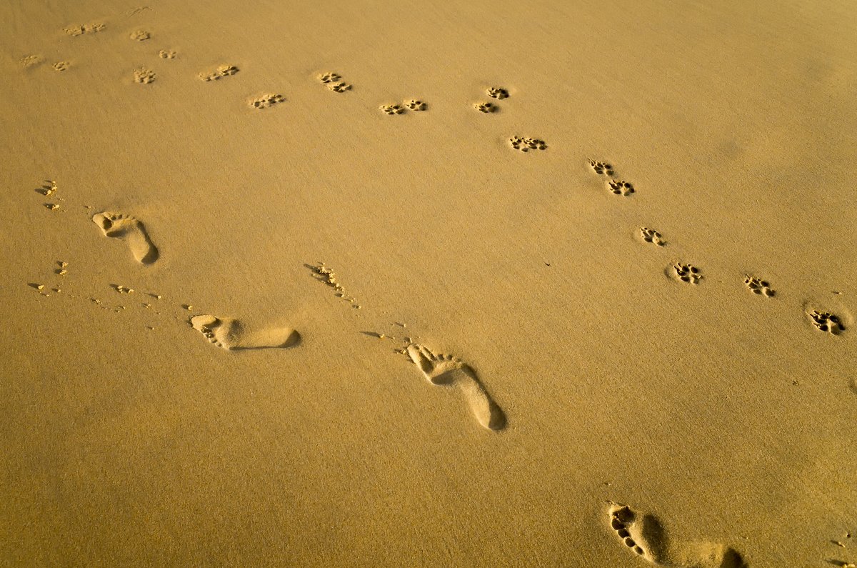 Sand with a woman's footprints and a dog's paw prints