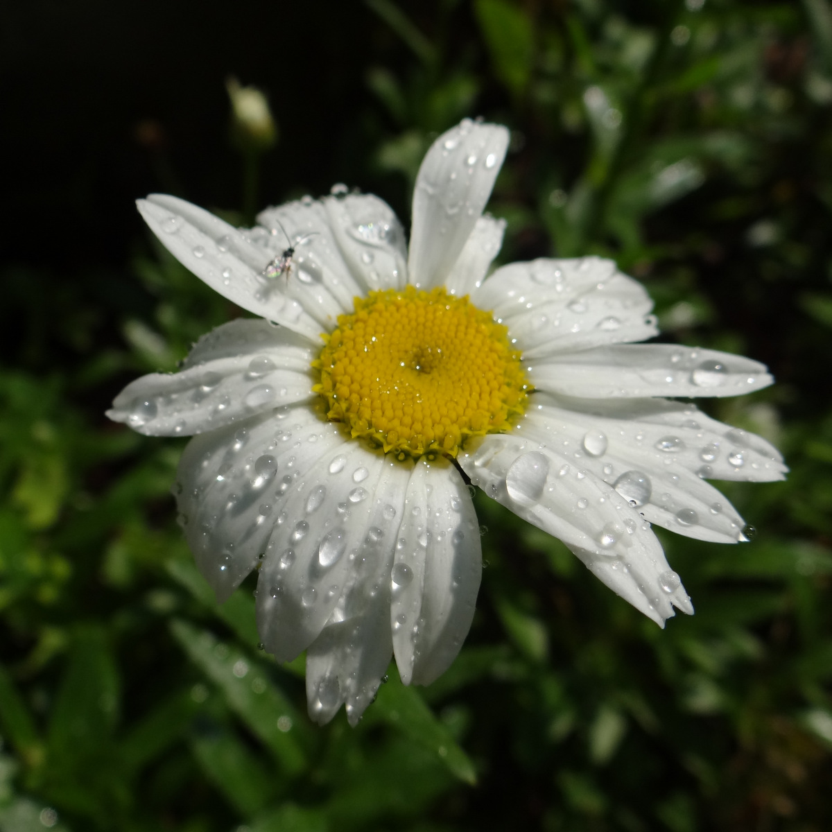 daisy with raindrops on its petals