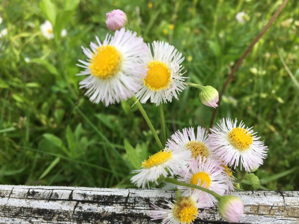 wildflowers growing over a fence