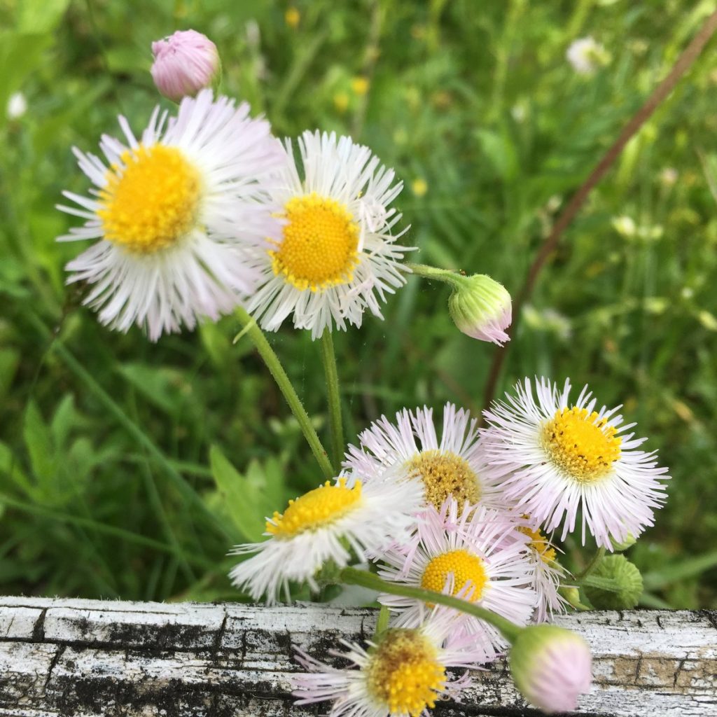 wildflowers growing over a fence