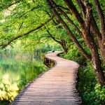 Curving pathway through the trees