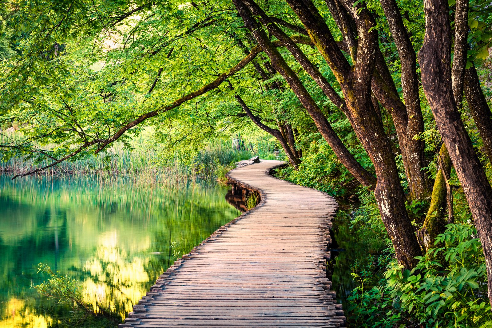 Curving pathway through the trees