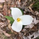 trillium wildflower